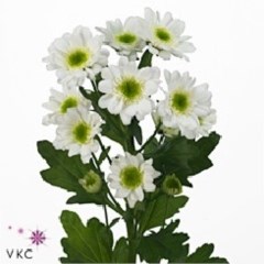 CHRYSANT SAN. JAVA