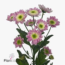 CHRYSANT SAN. JAVA PINK
