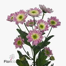 CHRYSANT SAN. JAVA PINK