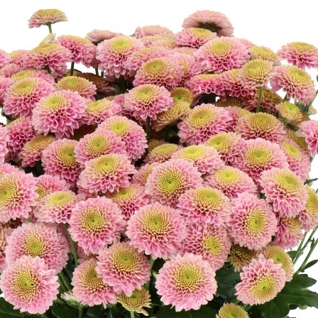 CHRYSANT SAN. JEANNY PINK