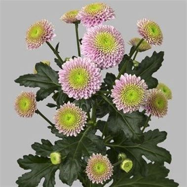 CHRYSANT SAN. JEANNY