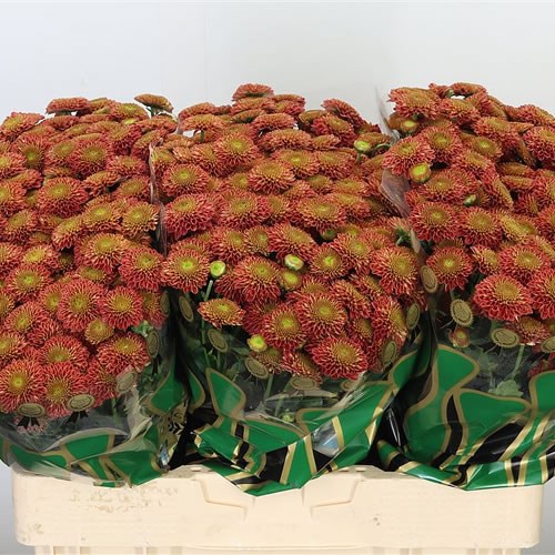 CHRYSANT SAN. JEANNY CHERRY