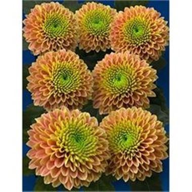 CHRYSANT SAN. JEANNY PEACH