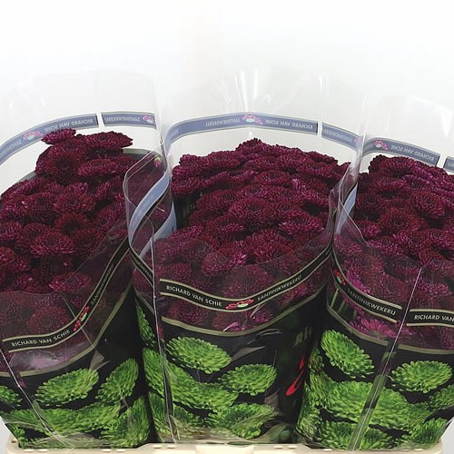 CHRYSANT SAN. JINDA RED