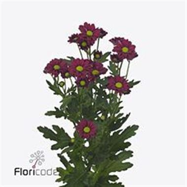 CHRYSANT SAN. JYTTE