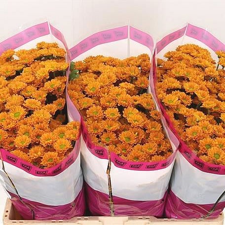 CHRYSANT SAN. KARIBU