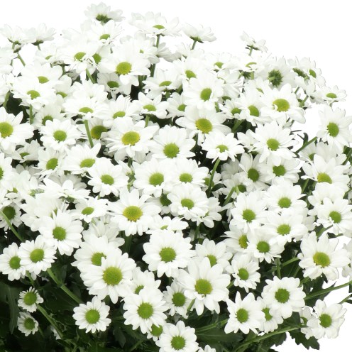 CHRYSANT SAN. LEGEND