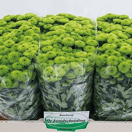 CHRYSANT SAN. LORENZO
