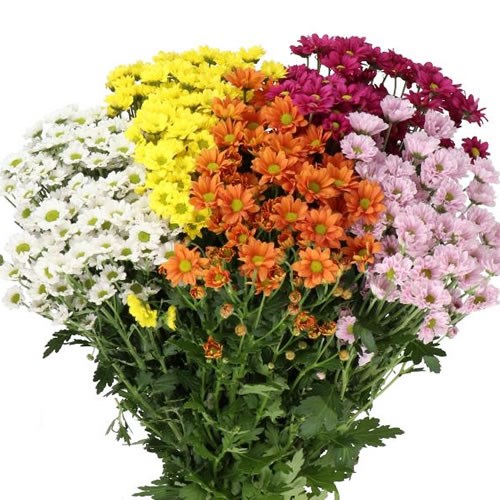 CHRYSANT SAN. MADIBA 5 COLOUR MIX