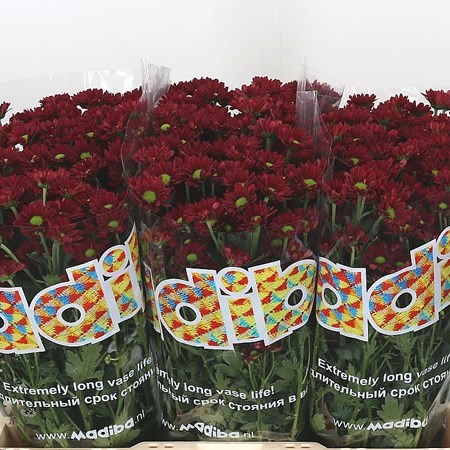 CHRYSANT SAN. MADIBA DUNGU RED