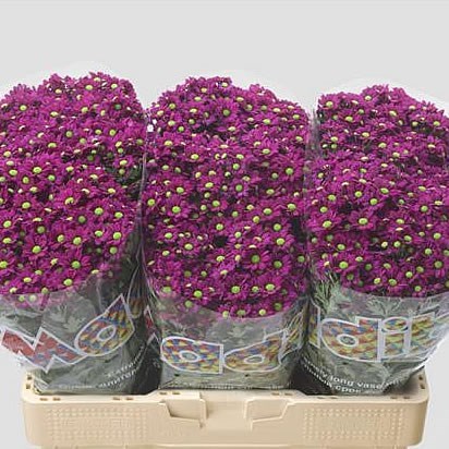 CHRYSANT SAN. MADIBA JOMBE PURPLE