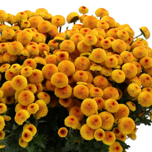 CHRYSANT SAN. MADIBA LAMBO SUNRISE