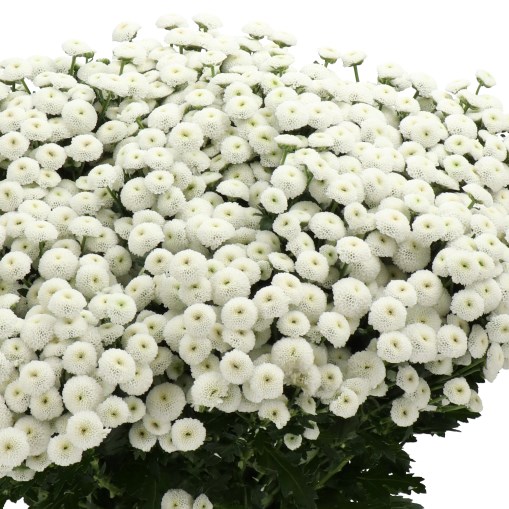 CHRYSANT SAN. MADIBA LUMIE WHITE