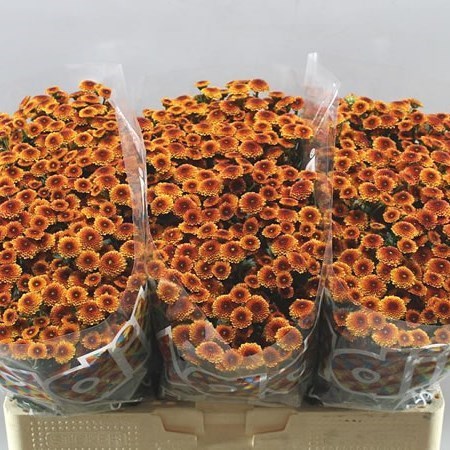 CHRYSANT SAN. MADIBA ORANGE BAYLO POMPON