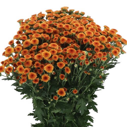 CHRYSANT SAN. MADIBA ORANGE TYOLO