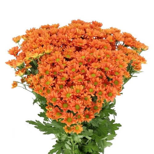 CHRYSANT SAN. MADIBA OVADA ORANGE