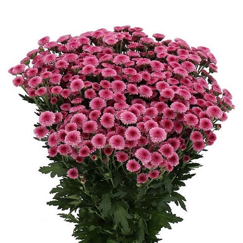 CHRYSANT SAN. MADIBA PINK TYOLO