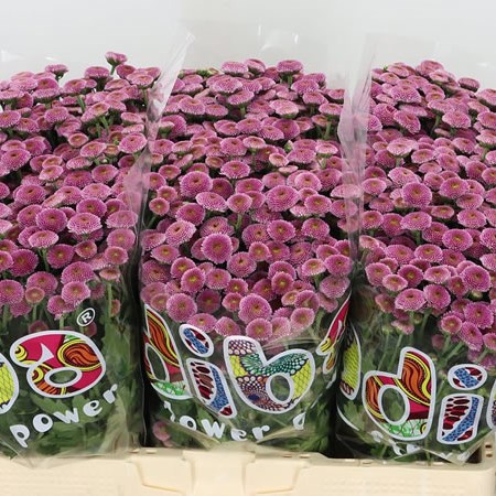 CHRYSANT SAN. MADIBA PINK TYOLO