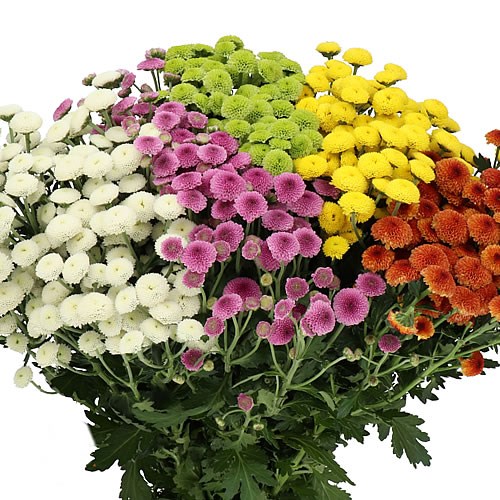 CHRYSANT SAN. MADIBA POMPON MIX