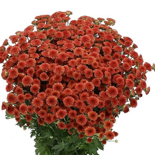 CHRYSANT SAN. MADIBA RED TYOLO