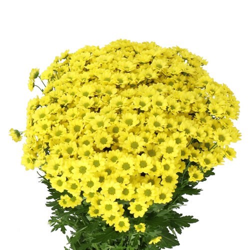 CHRYSANT SAN. MADIBA RINGA YELLOW