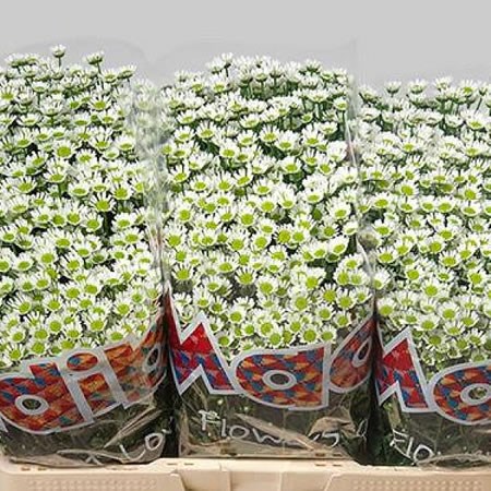 CHRYSANT SAN. MADIBA SPIDER WHITE
