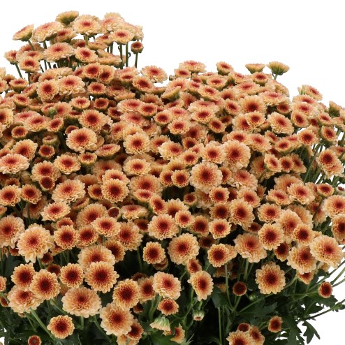 CHRYSANT SAN. MADIBA TYOLO SALMON