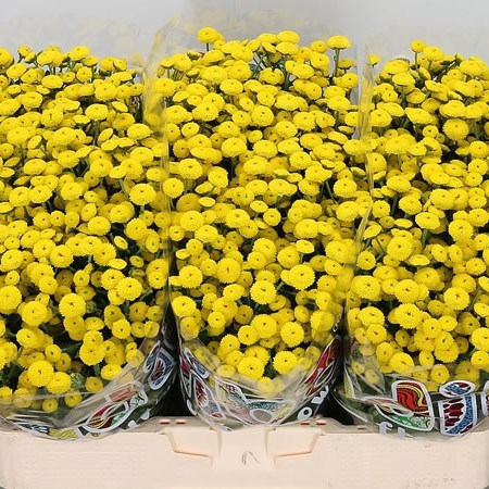 CHRYSANT SAN. MADIBA YELLOW KAYLI