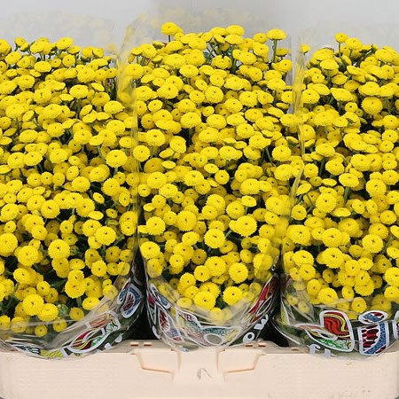 CHRYSANT SAN. MADIBA YELLOW KAYLI