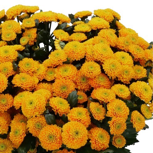 CHRYSANT SAN. MAVERICK ORANGE
