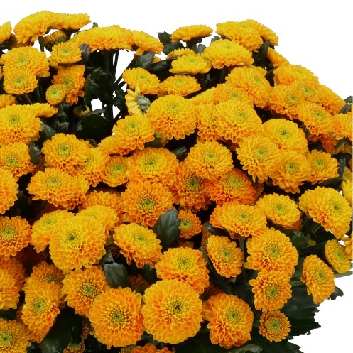 CHRYSANT SAN. MAVERICK ORANGE