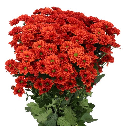CHRYSANT SAN. MELISSA