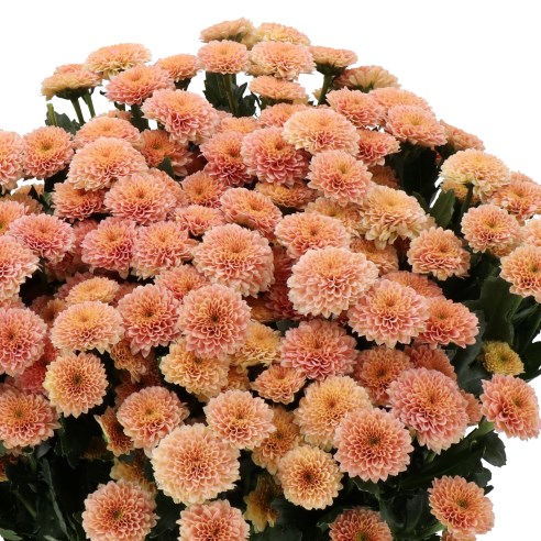 CHRYSANT SAN. MILLER APRICOT