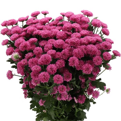 CHRYSANT SAN. MILLER LAVENDER