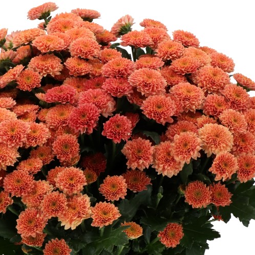 CHRYSANT SAN. MILLER SMOKEY