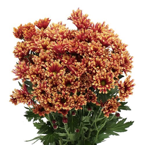 CHRYSANT SAN. MIRI YELLOW