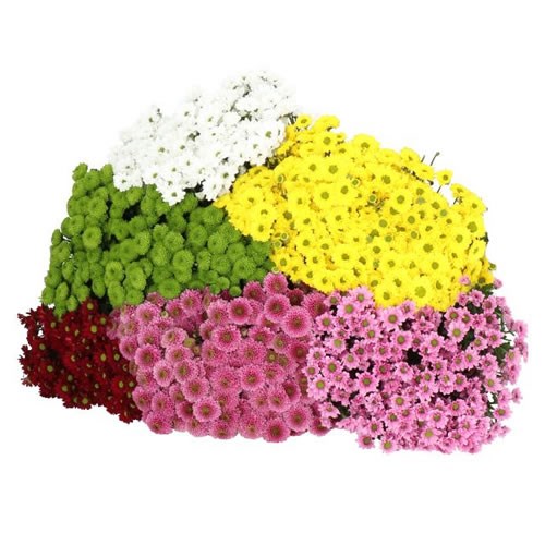 CHRYSANT SAN. MIX