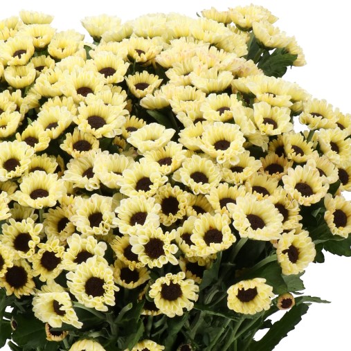 CHRYSANT SAN. PATRESE CREAM