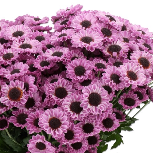 CHRYSANT SAN. PATRESE PINK