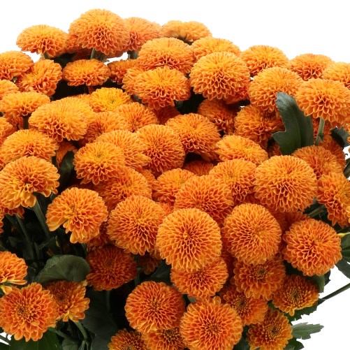 CHRYSANT SAN. PLUTO