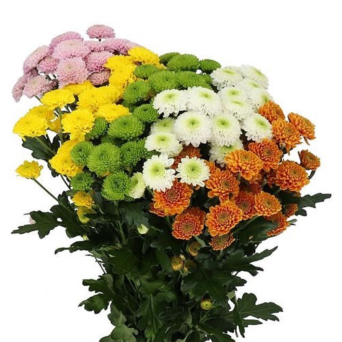CHRYSANT SAN. POMPOM MIX