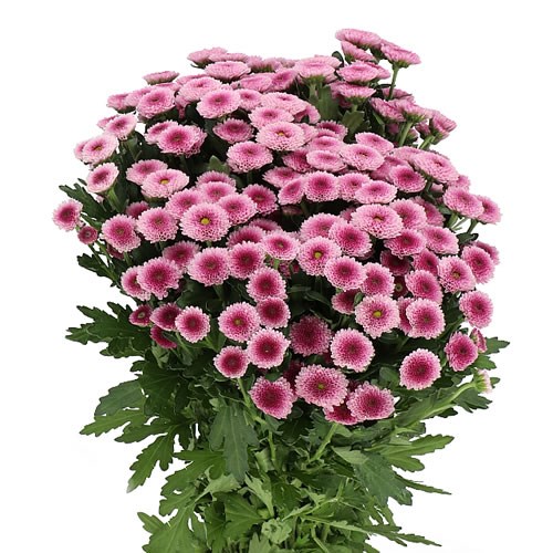 CHRYSANT SAN. TOSS PURPLE
