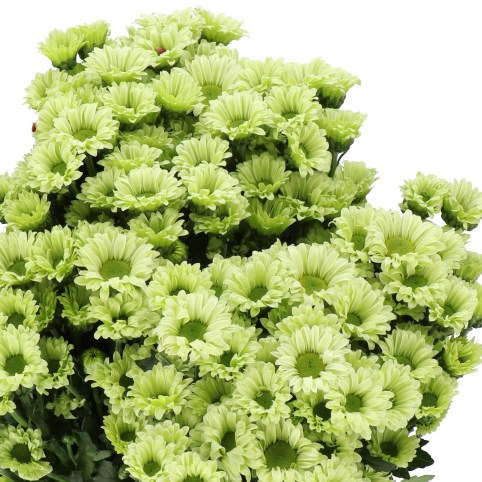 CHRYSANT SAN. TURTLE