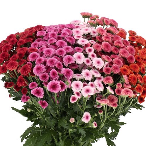 CHRYSANT SAN. TYO MIX