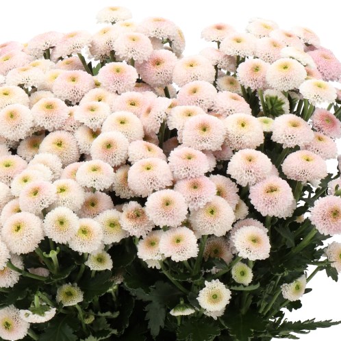 CHRYSANT SAN. WILLIAMS PINK