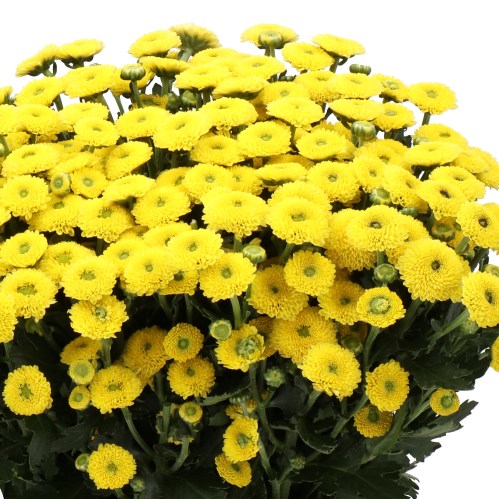 CHRYSANT SAN. WILLIAMS SUNNY