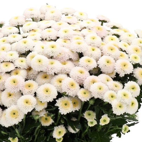 CHRYSANT SAN. WILLIAMS WHITE
