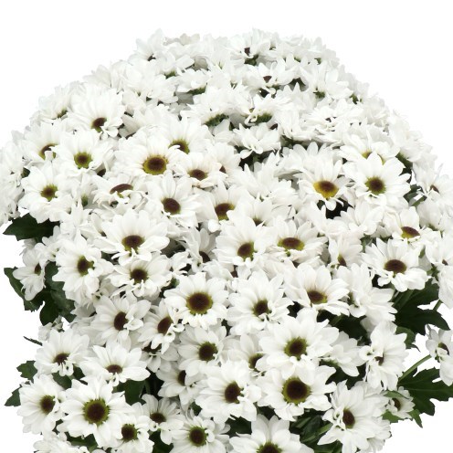 CHRYSANT SAN. YIN YANG