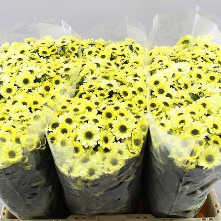 CHRYSANT SAN. YIN YANG CREAM