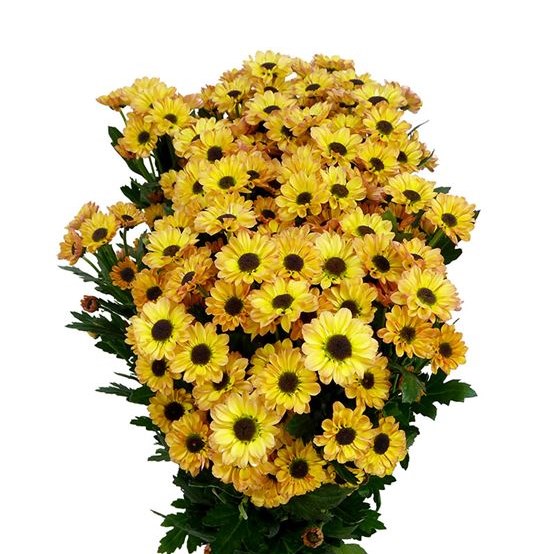 CHRYSANT SAN. YIN YANG GOLDEN
